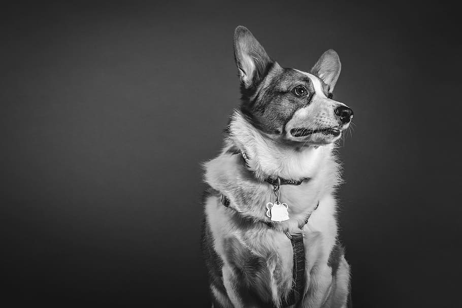 grayscale photo of dog facing right direction, medium short-coated dog on grayscale photo
