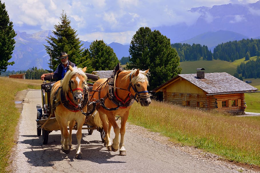 horse, carrozza, animals, road, dolomites, domestic animals HD wallpaper