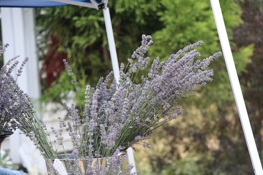 lavender, country, table, flower, nature, purple, plant, field HD wallpaper