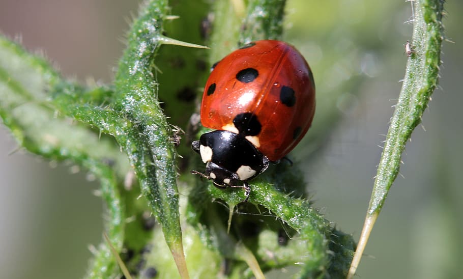 ladybug, beetle, coccinellidae, insect, nature, red, points HD wallpaper