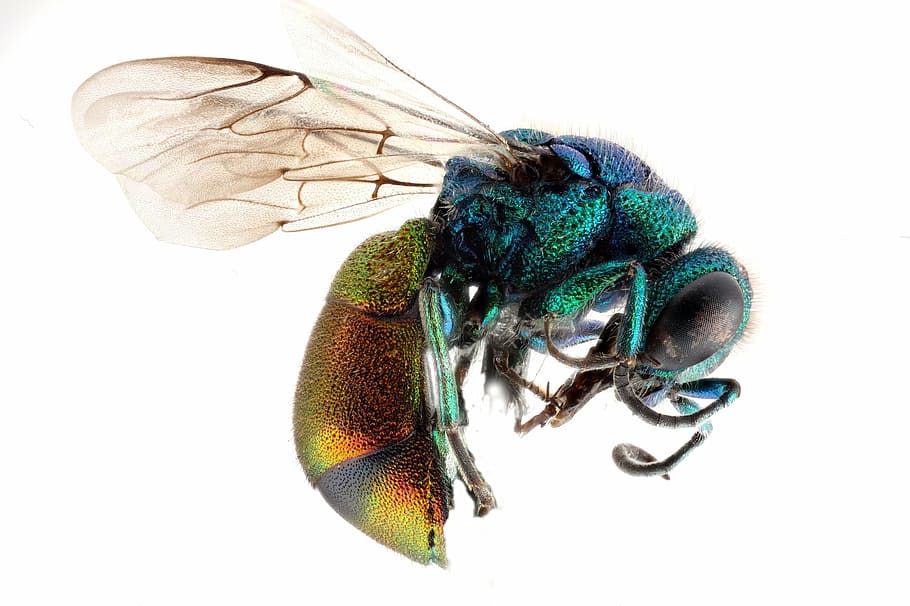 photography of metallic wasp, cuckoo wasp, insect, macro, profile HD wallpaper