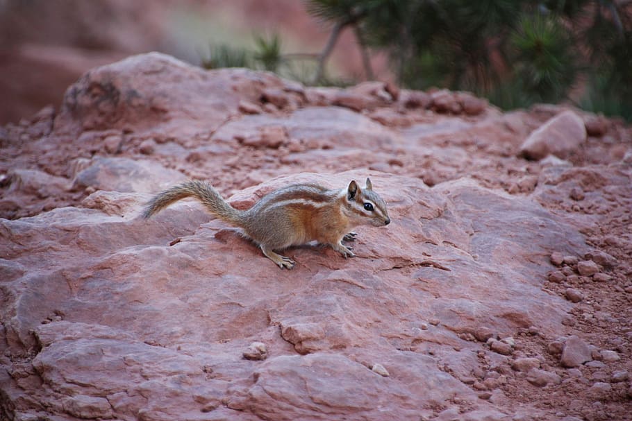 Chipmunk, skunks on stone, squirrel, rock, arch, cute, animal HD wallpaper