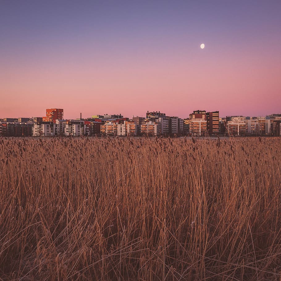 building scenery during sunset, landscape photography of high rise building HD wallpaper