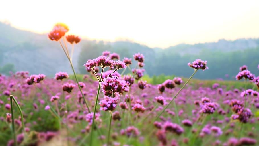 lavender, flowers, vanilla, flowering plant, beauty in nature HD wallpaper