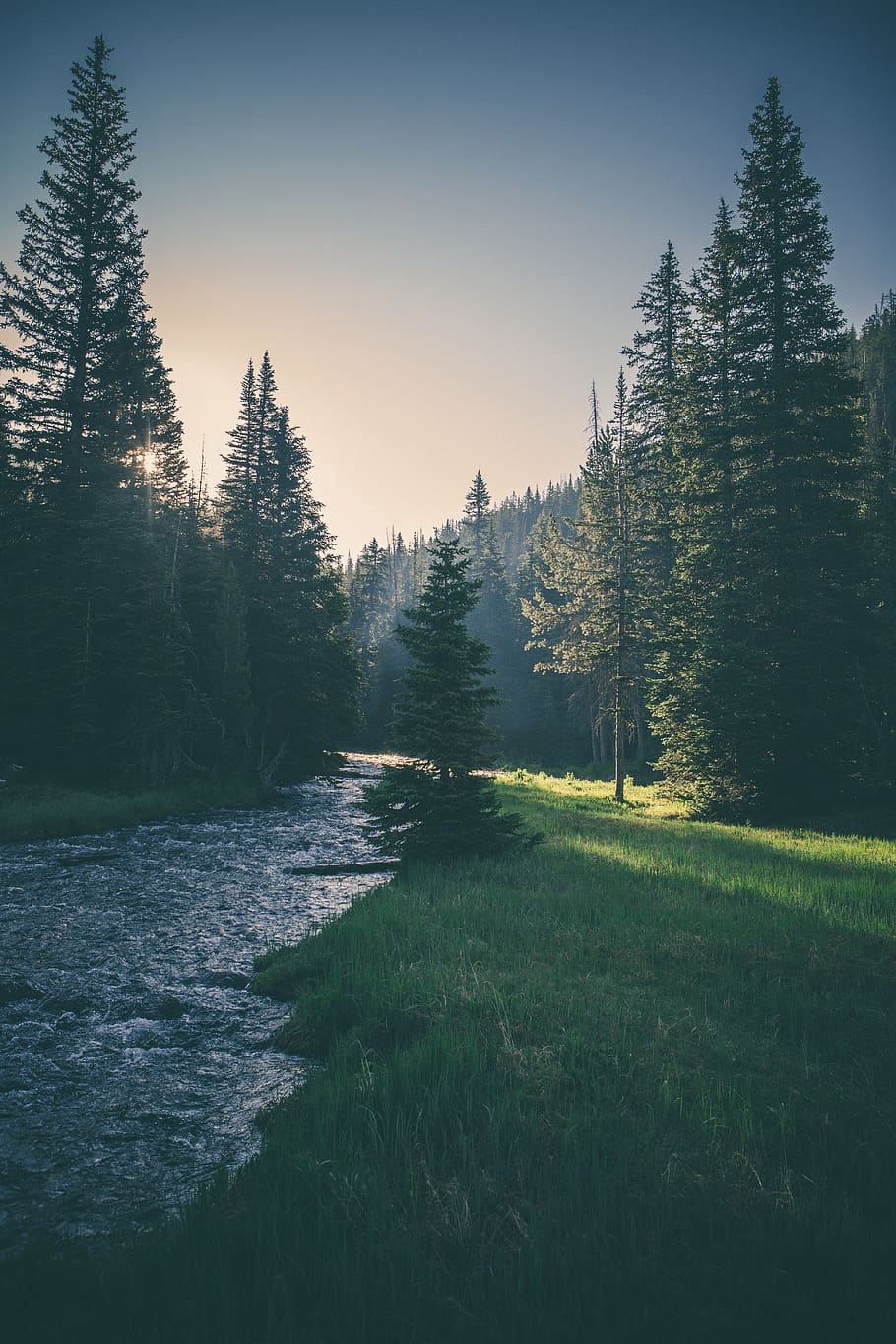 river, stream, water, grass, trees, forest, nature, sunset HD wallpaper