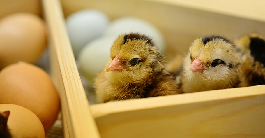 three brown chicks near eggs, hatched, young animal, fluff HD wallpaper