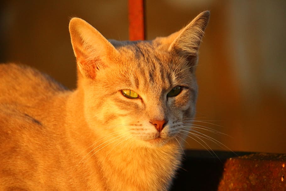 cat, autumn, rust, evening light, sun, cat face, breed cat HD wallpaper