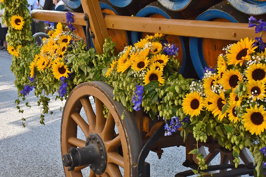 sunflower filled wagon with barrel on road taken during daytime, HD wallpaper