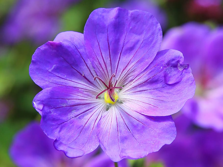 bloom, blossom, close-up, flora, flower, macro, plant, violet HD wallpaper