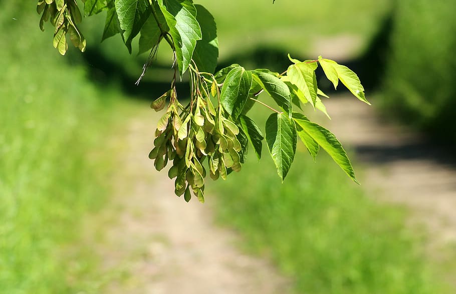 green leaves, ash, clone jesionolistny, tree, spring, foliage HD wallpaper