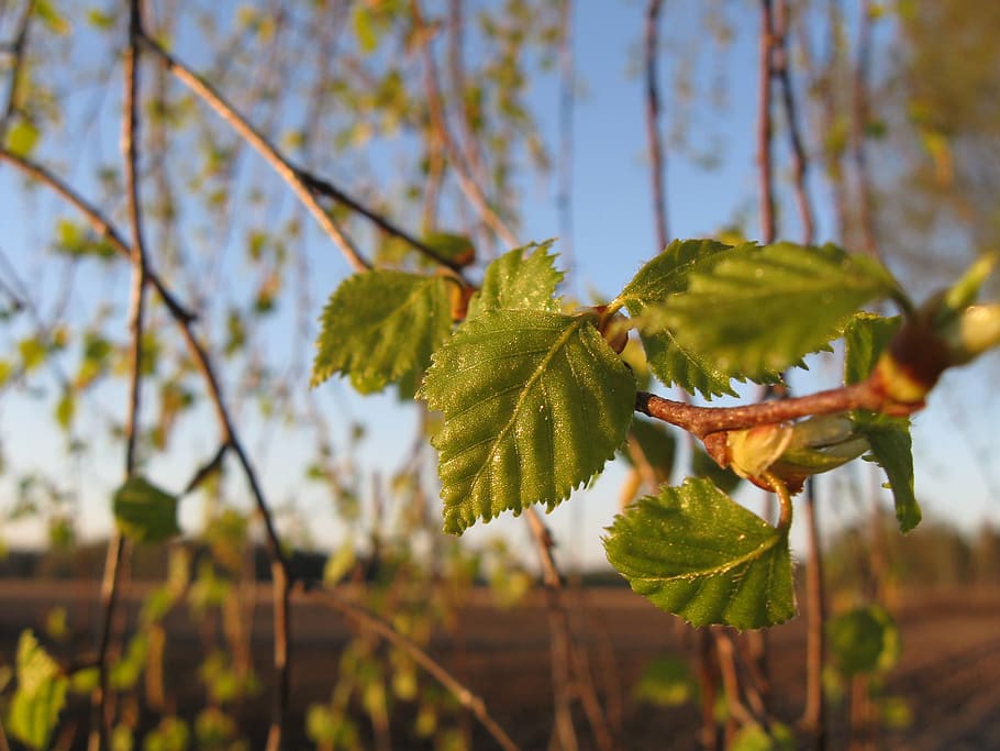 nature, birch, spring, green, plant, leaf, outdoor, wood, landscape HD wallpaper