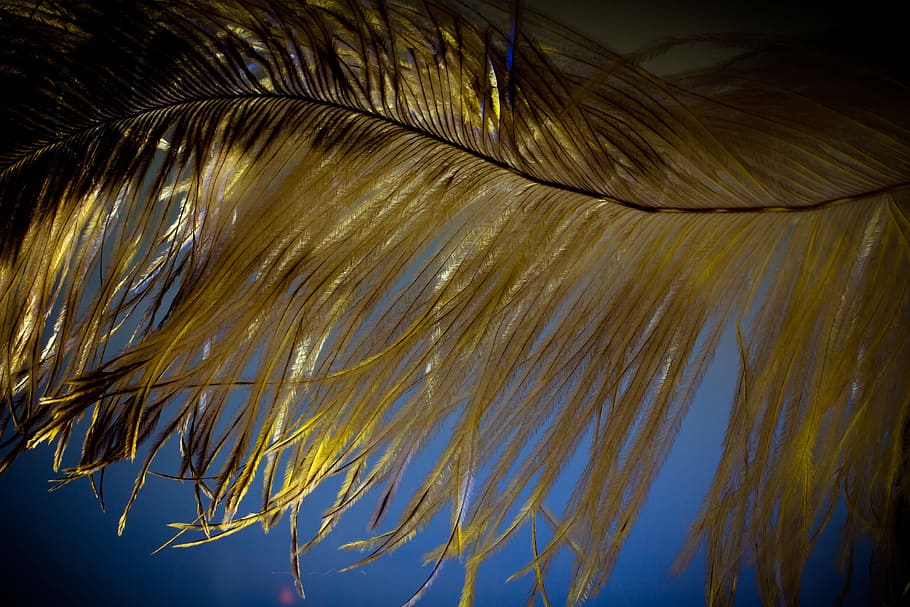 strauss spring, feather, ease, close, bird feather, spring dress HD wallpaper