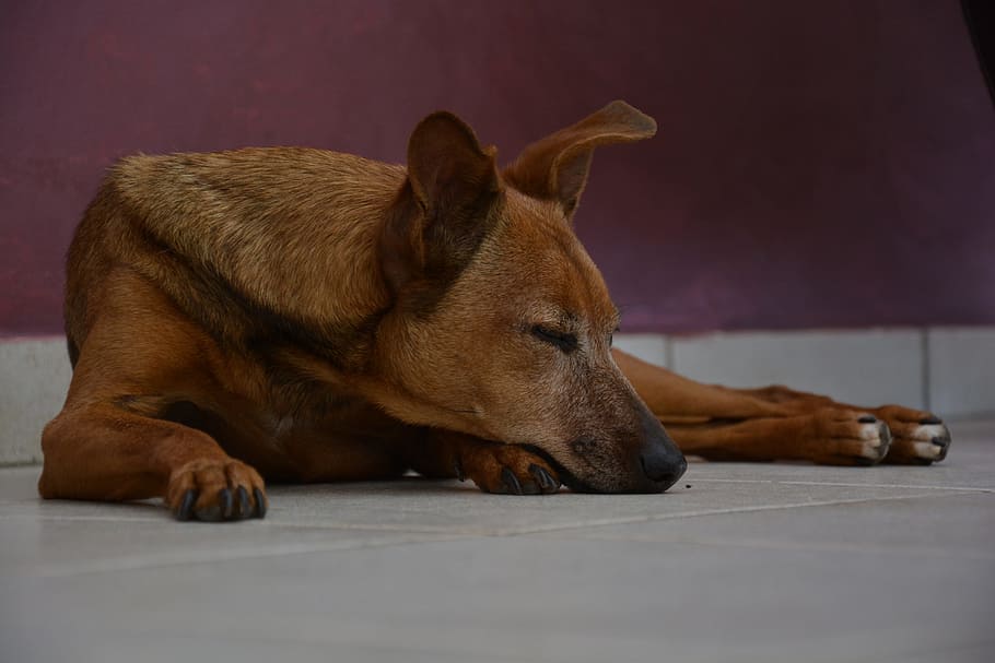 Dog, Pet, Cute, Sleeping, laying, one animal, animal themes HD wallpaper