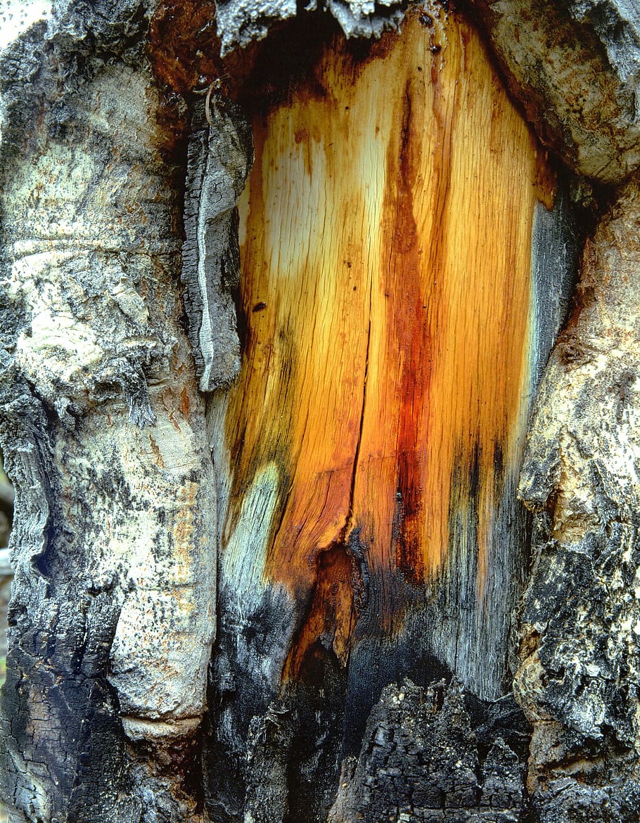 tree, trunk, wood, pattern, nature, wooden, timber, bark, ecology HD wallpaper