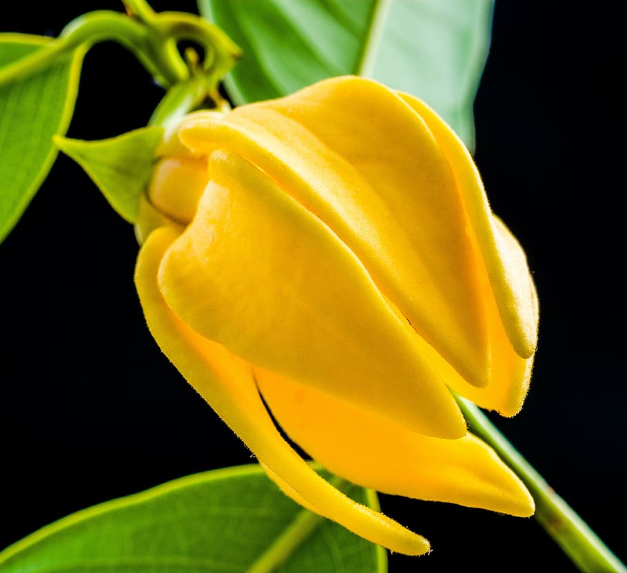 blossom, bloom, flower, yellow, close, flowering plant, petal HD wallpaper