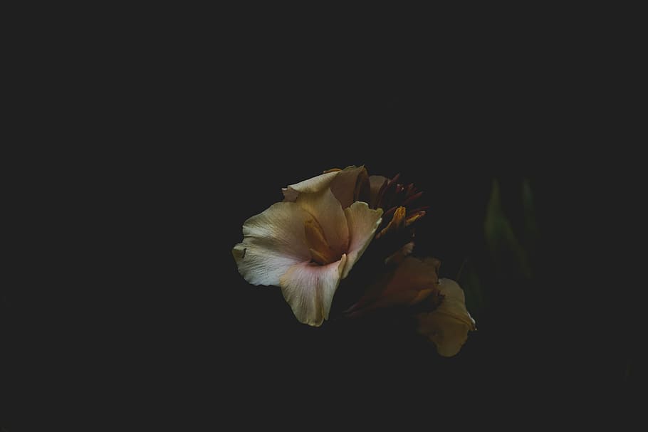yellow petaled flower in dark room, yello lilies, night, bloom HD wallpaper