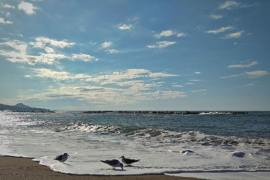 Sky, Sea, Beach, Wave, Foam, Bubble, seagull, birds of the sea HD wallpaper
