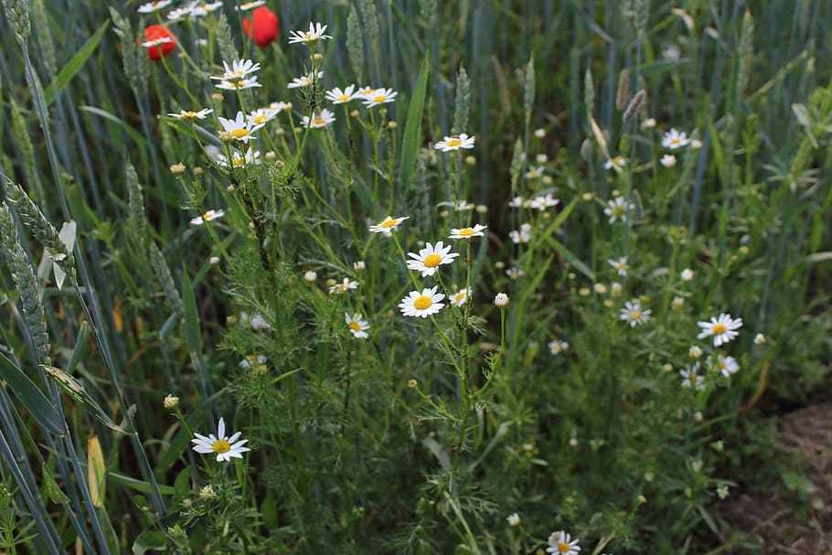 chamomile, village, macro, field, weeds, daisies in a field HD wallpaper
