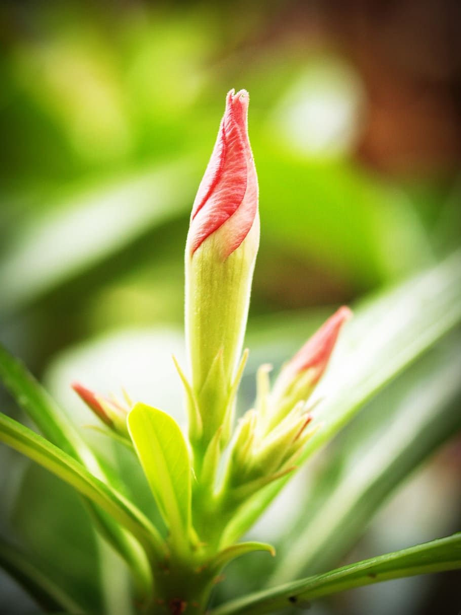 Flower, Closeup, Tree, Blooming, Foliage, natural, park, tropical HD wallpaper