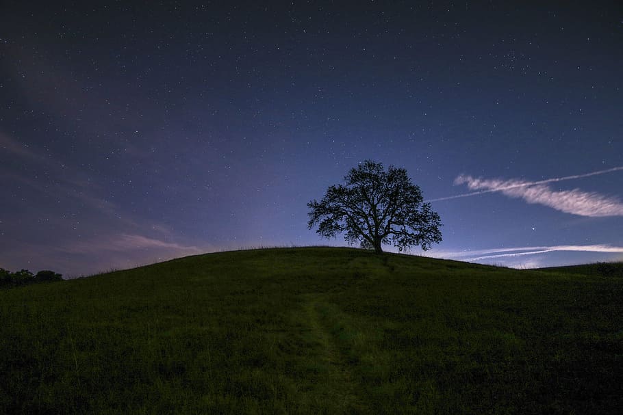 tree on top of green hill, nature, landscape, mountain, shadow HD wallpaper