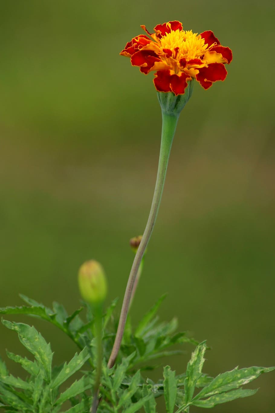 flower, marigold, macro, garden, flowering plant, fragility HD wallpaper