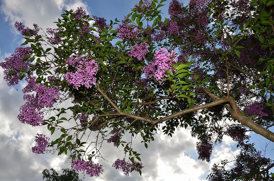 shrub, lilac, bloom, tree, bush, plant, flower, flowering plant HD wallpaper