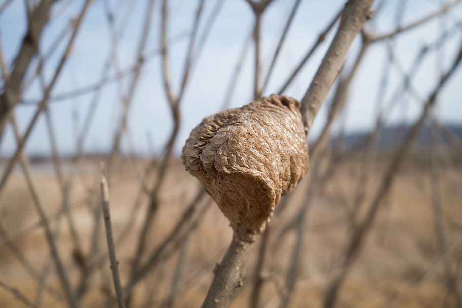 cocoon, branch, brown, mountain, insect, colony, nest, tree HD wallpaper