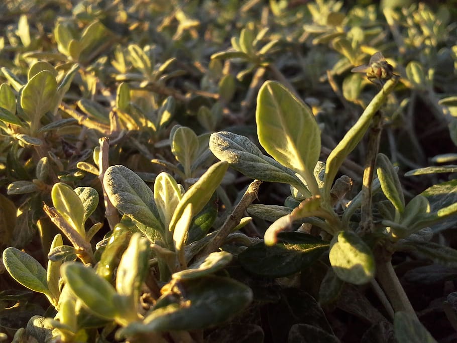 green, plant, dawn, growth, leaf, plant part, nature, beauty in nature HD wallpaper
