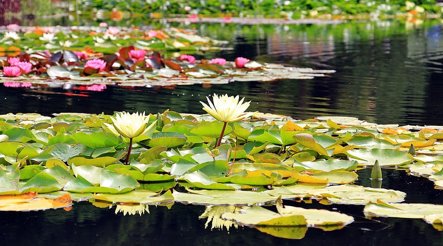 white water lilies on water, nuphar, aquatic plants, flowers, HD wallpaper