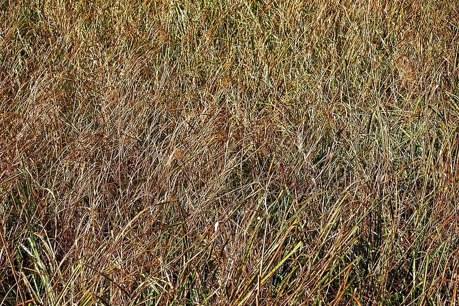 grass, field, nature, meadow, green, landscape, plant, growth HD wallpaper