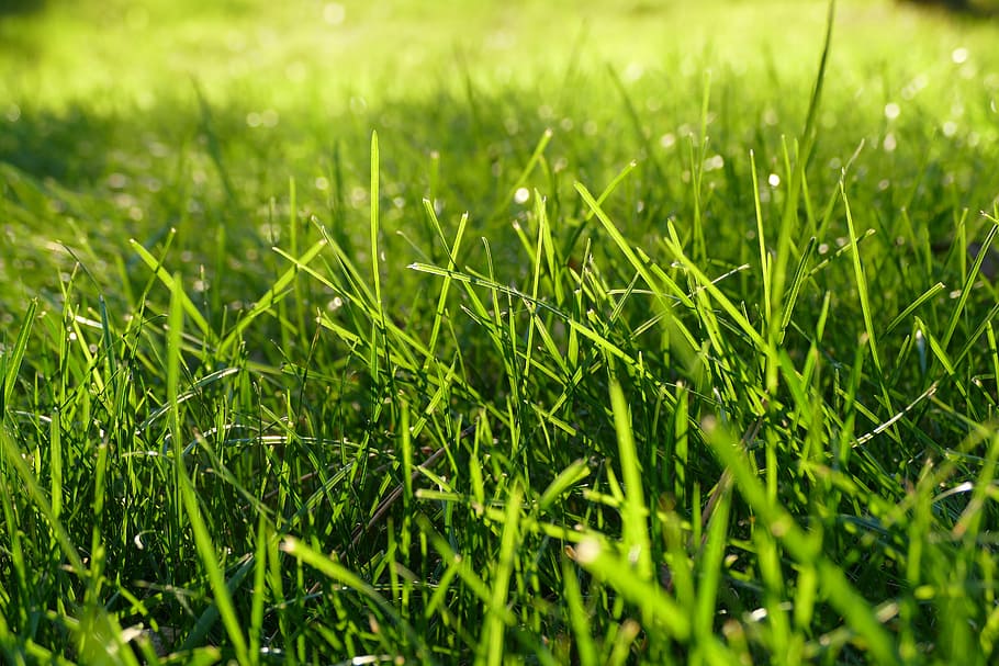 HD wallpaper: green grass field, blades, lawn, summer, nature, green ...