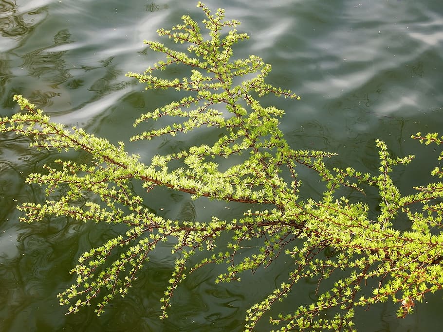 larch, pine, spruce, tree, conifer, cones, seeds, nuts, branch HD wallpaper