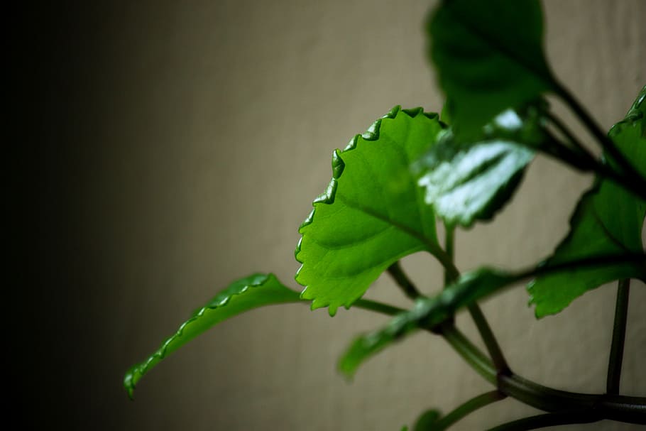 plant, leaf, plants, green, leaves, plant part, green color HD wallpaper