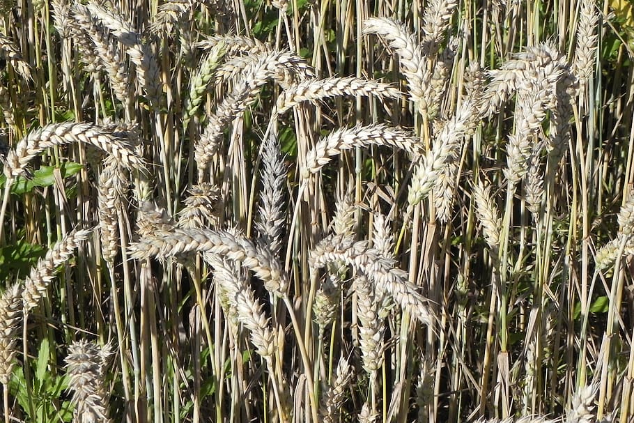 Wheat, Field, Cornfield, Cereals, Spike, grain, wheat field HD wallpaper