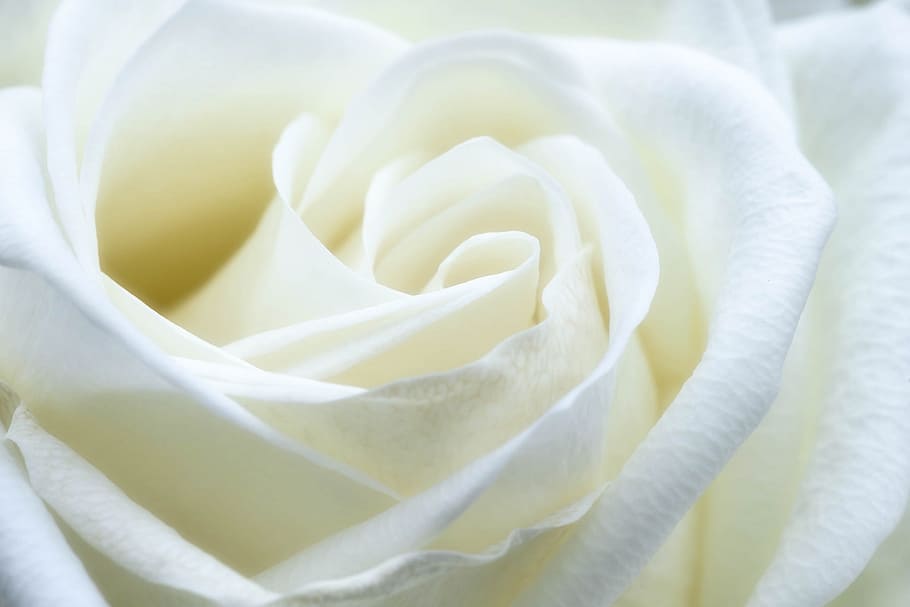 macro photography of white rose flower, close, love, romance HD wallpaper