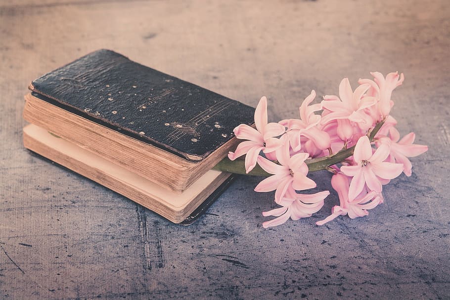pink flower in brown and black book, old, used, hyacinth, fragrant flower HD wallpaper