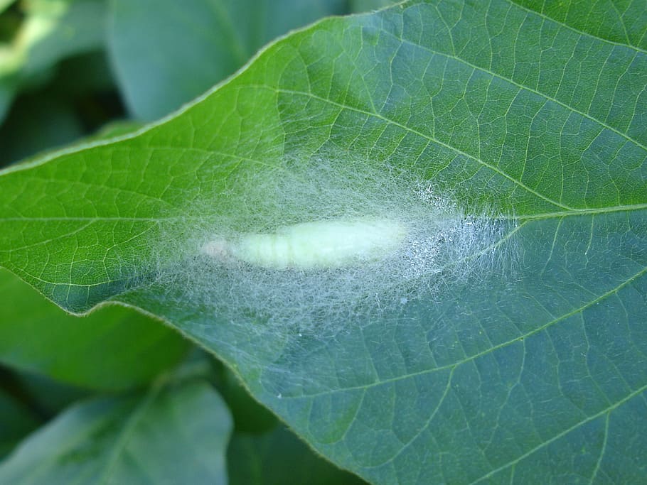 pupa, larva, insect, leaf, green, soy, soybean, glycine max HD wallpaper