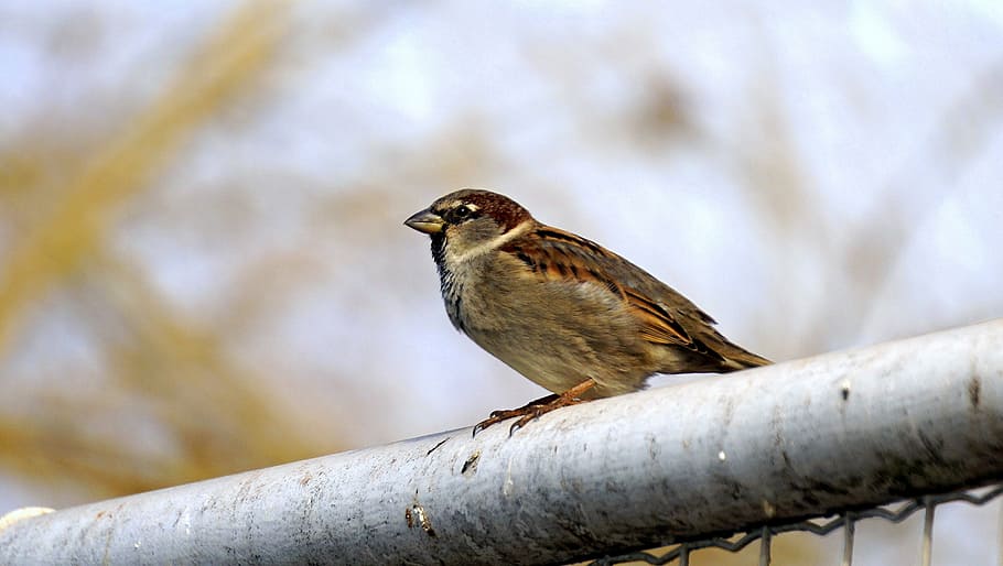 sparrow, bird, ave, dom, peak, wings, animal, little bird, stopped HD wallpaper