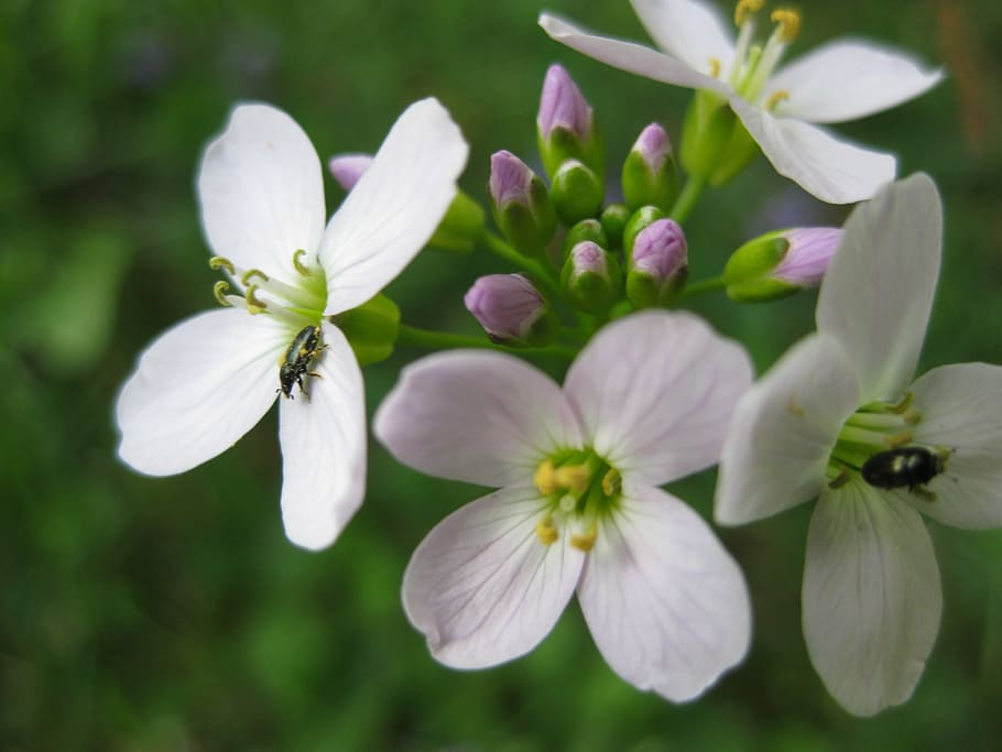 beetle, flowers, pollen, nature, insect, spring flower, plant HD wallpaper