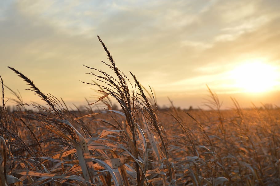 green wheat plants at sunset, midwest, landscape, farm, corn HD wallpaper