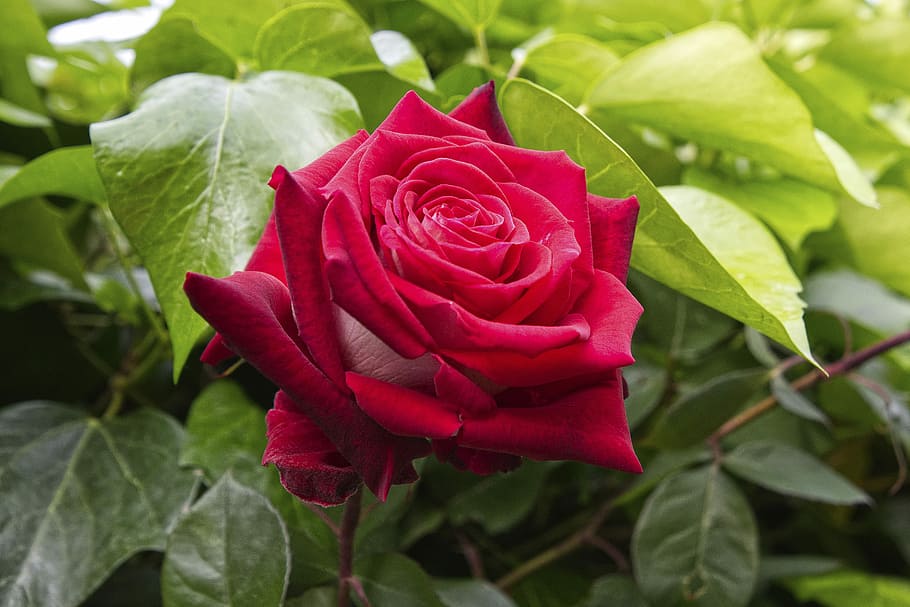 rosa, garden, flower, rose, beauty in nature, flowering plant HD wallpaper