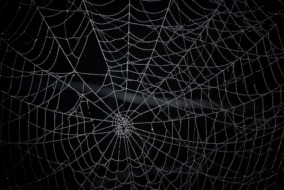 Spider web 1080P, 2K, 4K, 5K HD wallpapers free download.