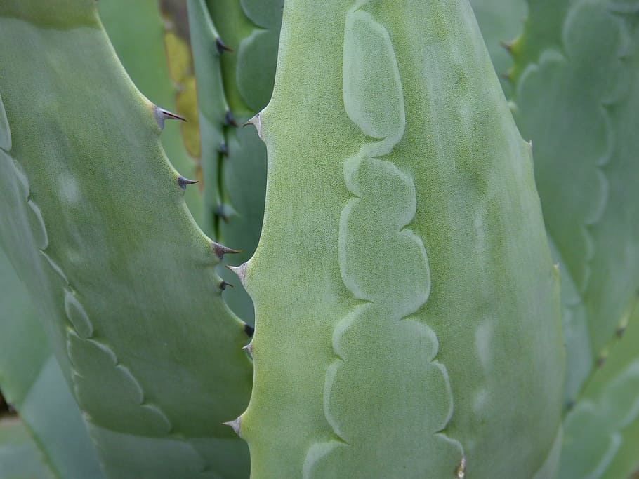 agave, pita, leaf, texture, detail, spina, trail, atzavara HD wallpaper