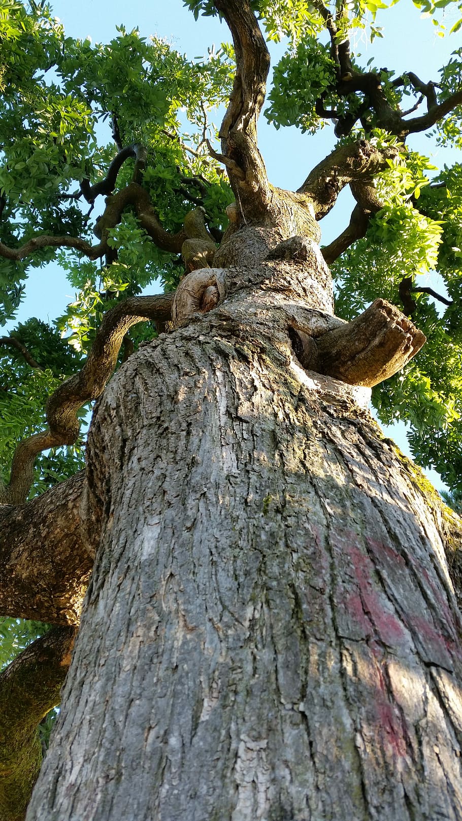 Tree, Nature, Wood, tree trunk, no people, low angle view, branch HD wallpaper