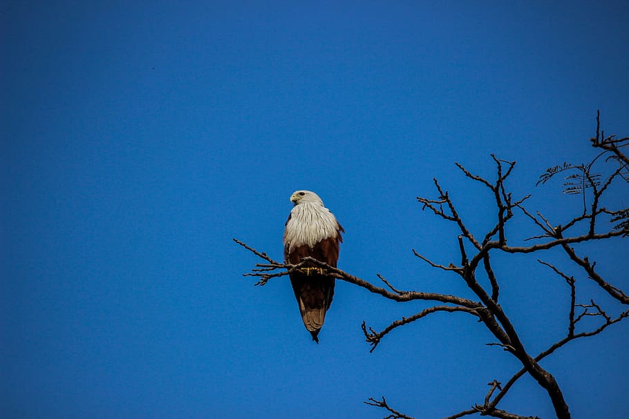 Bird, Kite, Wildlife, Eagle, Tree, branch, animal wildlife HD wallpaper