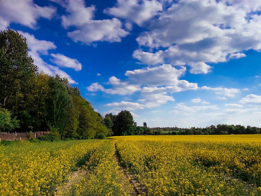 sky, clouds, blue, meadows, krajoobraz, nature, spring, polyana HD wallpaper