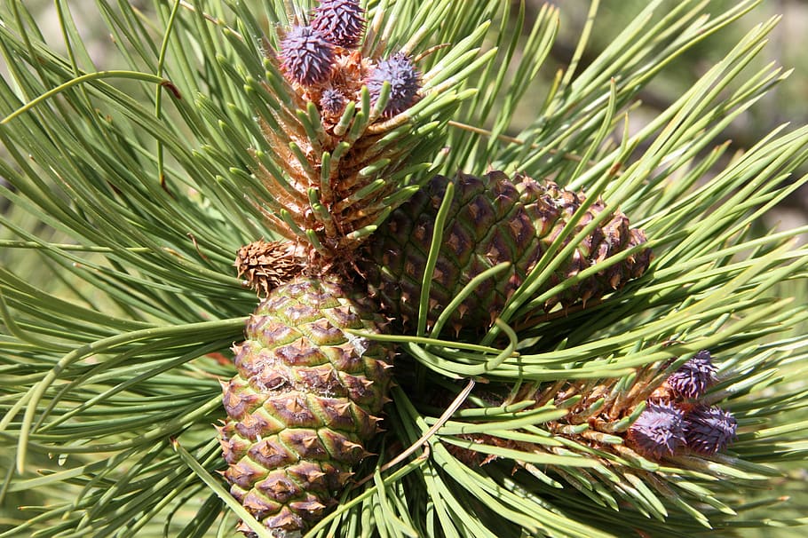 pine cone, pine tree, pine needles, plant, growth, green color HD wallpaper