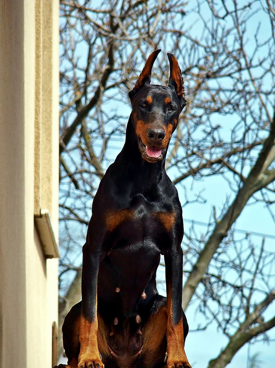 doberman, beauty, dog, in addition to housing, one animal, canine, HD wallpaper