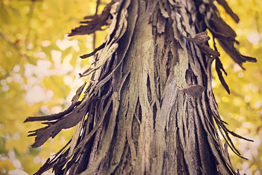 flaking, tree, bark, nature, forest, tree trunk, wood, plant HD wallpaper