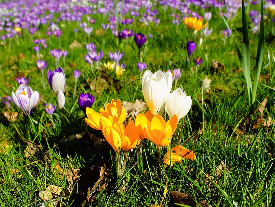 Crocus, Garden, Spring, Flowers, Nature, early bloomer, spring flowers HD wallpaper